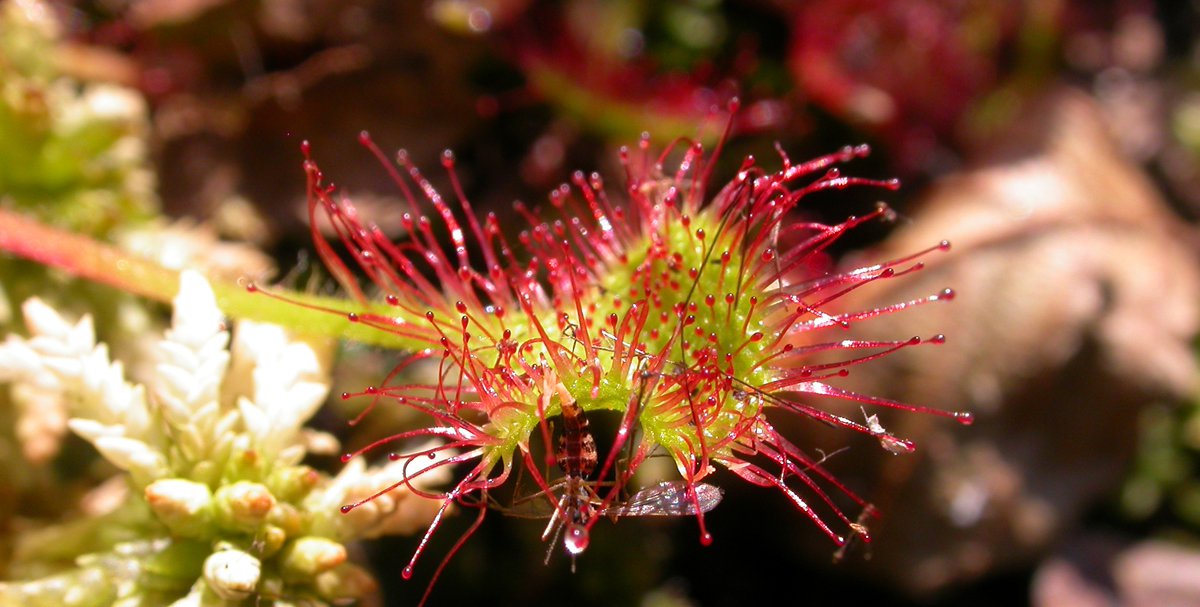 drosera.jpg